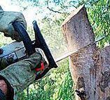 How Our Tree Care Process Works  in  Wildwood, MO
