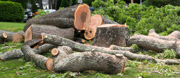 Best Tree Preservation Services  in Wildwood, MO