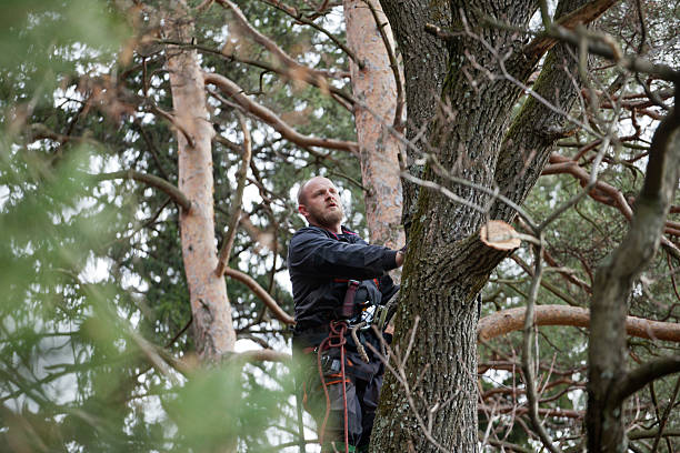 Best Root Management and Removal  in Wildwood, MO